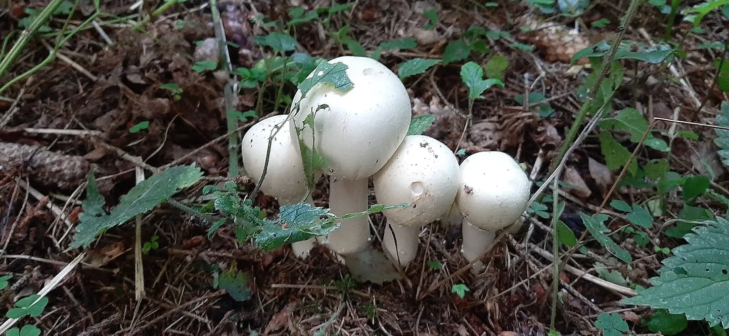 Ei ole halb lisada oma igapäevasesse menüüsse rohkem värskeid šampinjone, mis on kauplustes laialdaselt kättesaadavad ja tervislik toit.