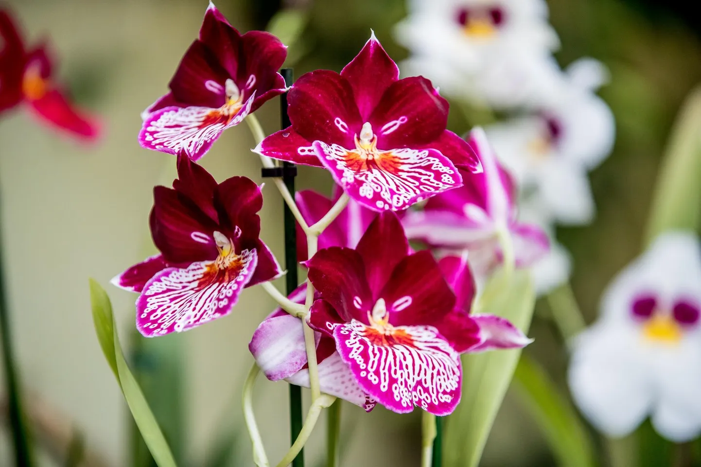 Näitusel eksponeeritud orhideede värvid ­varieeruvad puhasvalgest mustjani.