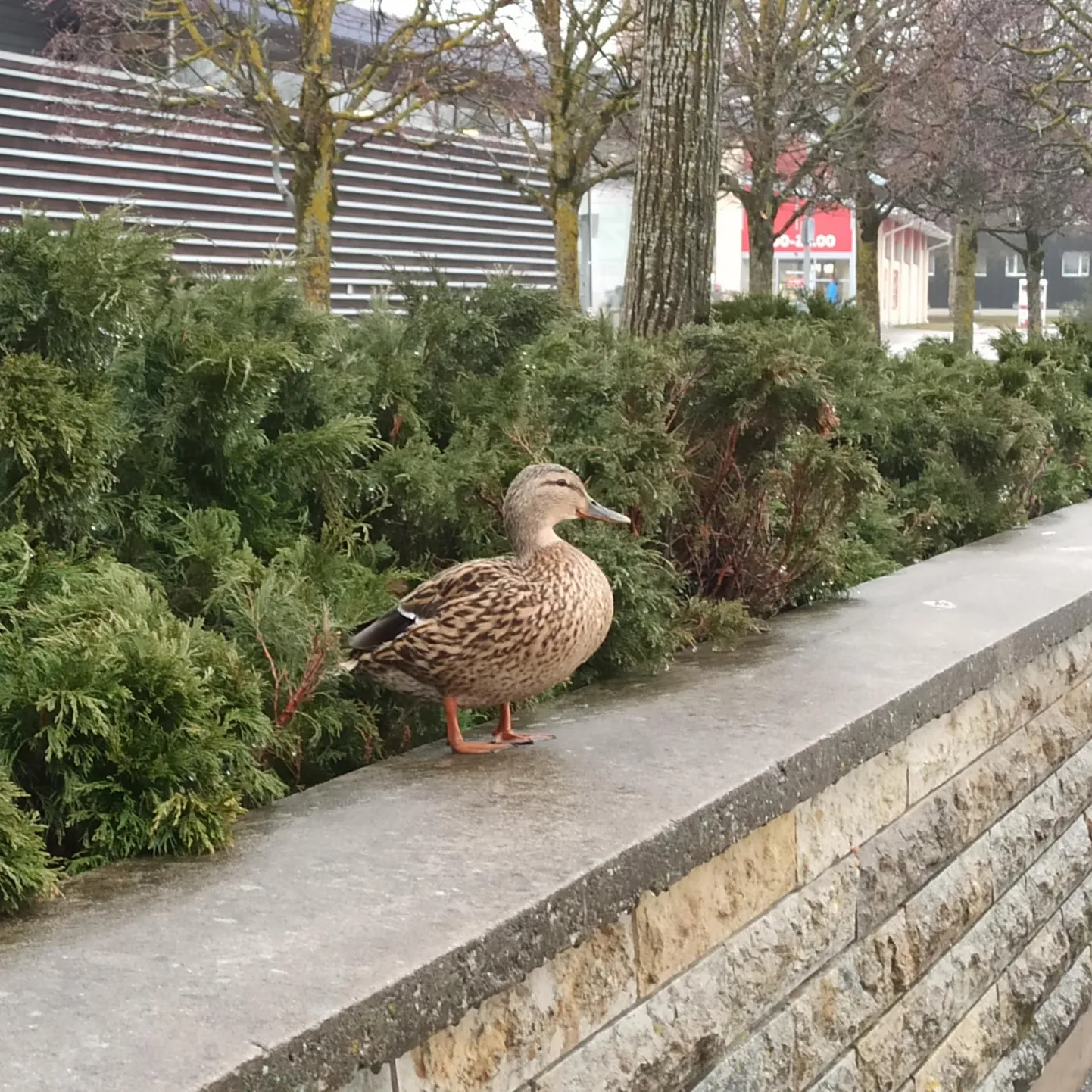 Pardimamma promenaadil.