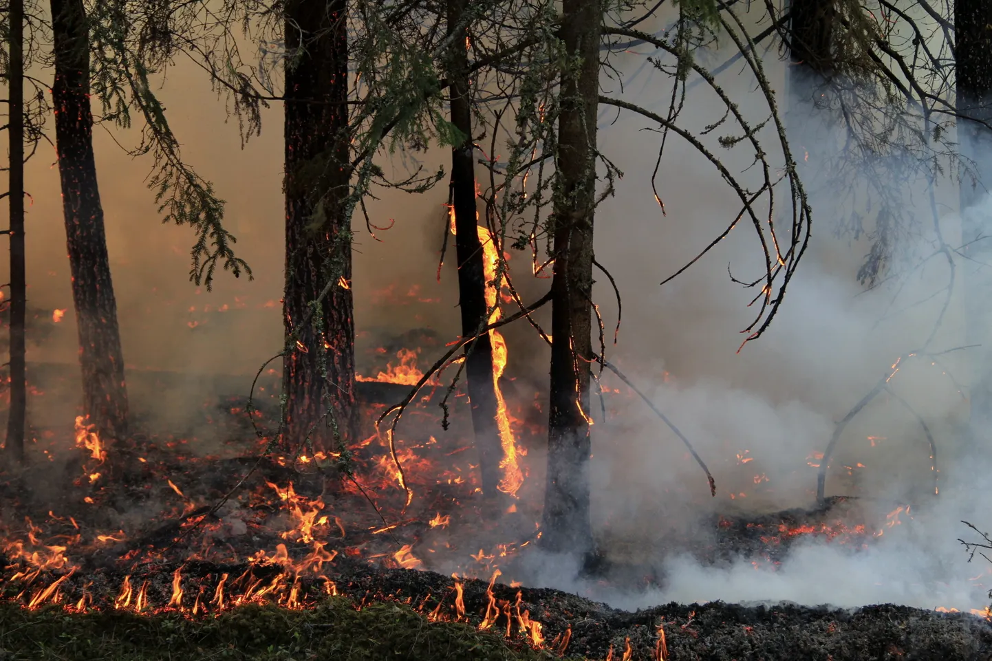 Metsapõlengud on Eestis muutunud igapäevaseks.