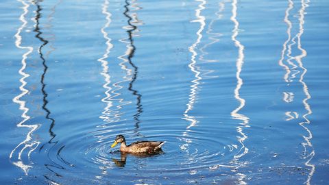 V Latviji se obeta toplejše vreme po deževni noči