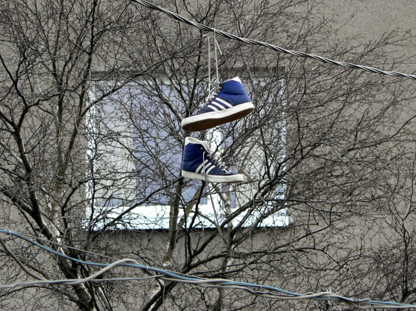 Jalatseid võib näha ka elektriliinidel.