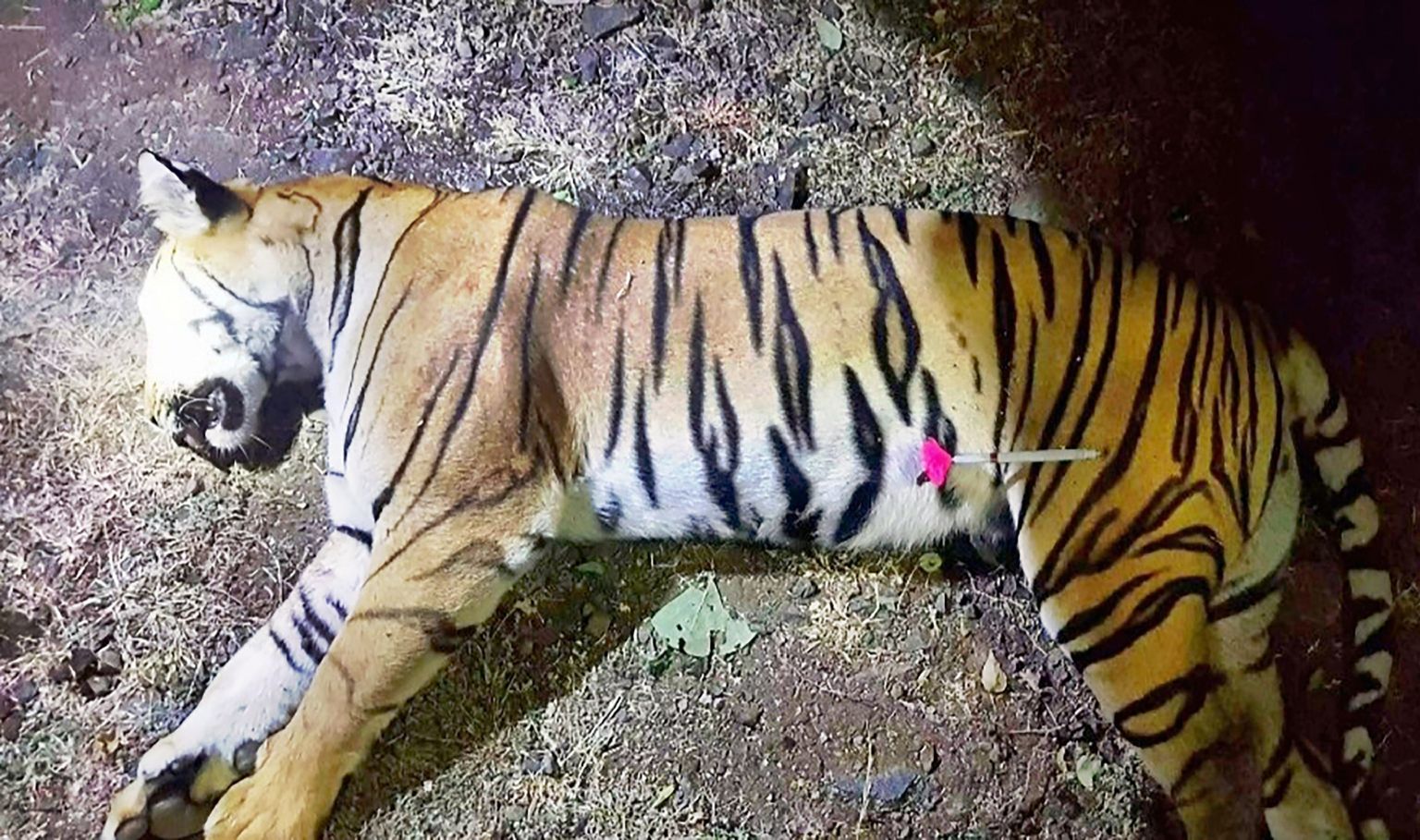 Mirušā tīģera ķermenis, kas medniekiem zināms ar vārdu T1, pēc tam, kad tas nošauts Indijas mežos, Maharashtras štatā netālu no Javatmalas.