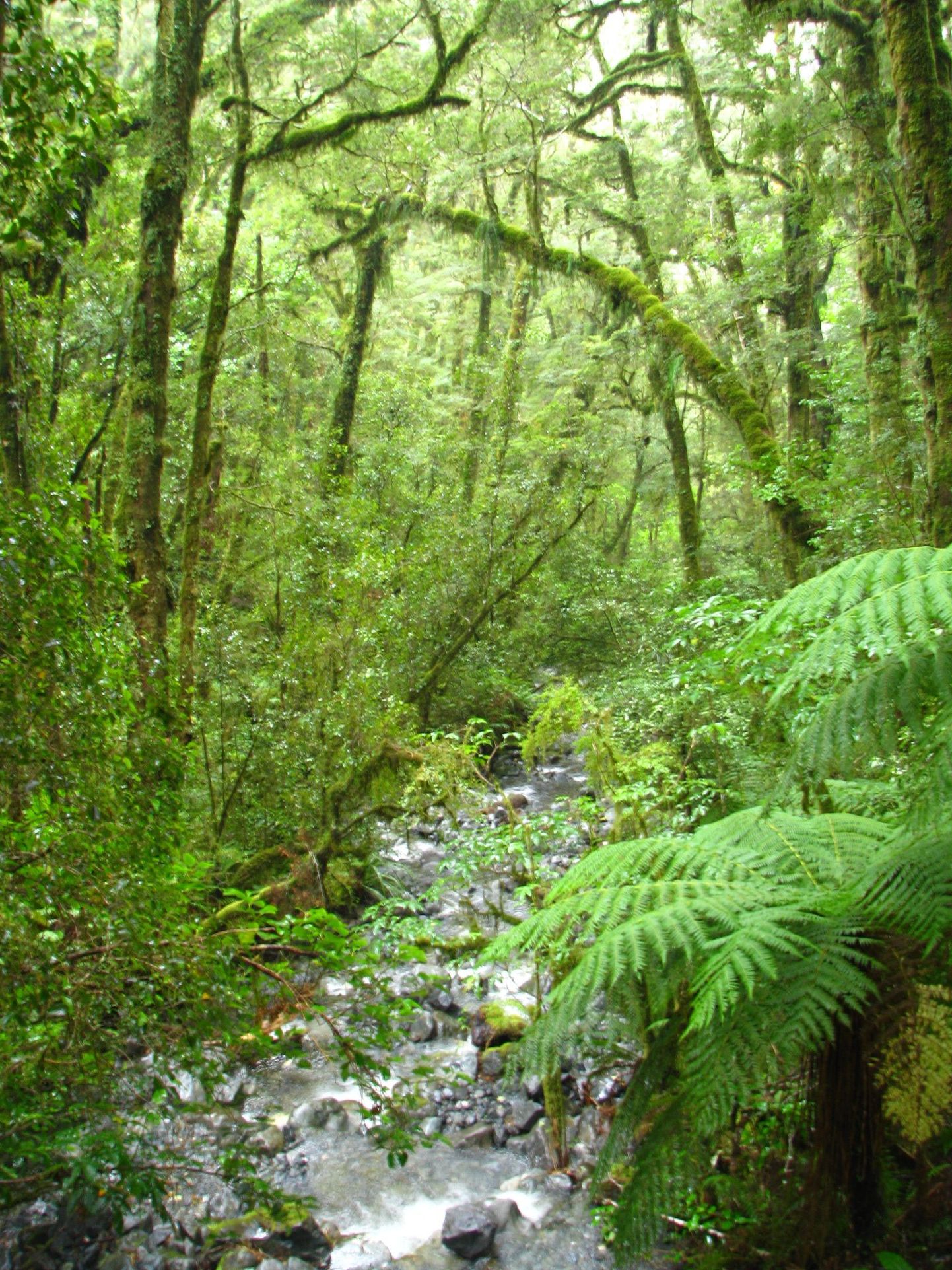 Fiordlandis on kliima nii niiske, et puid katavad tighedalt samblikud.