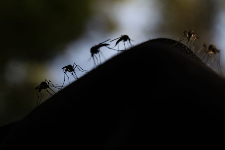 На этой фотографии показаны комары, пытающиеся укусить кого-то через перчатку в густом лесу недалеко от Сундома, западная Финляндия, 18 июня 2023 года. Более высокие температуры и наличие стоячей воды создают больше мест обитания для комаров и увеличивают частоту их укусов.