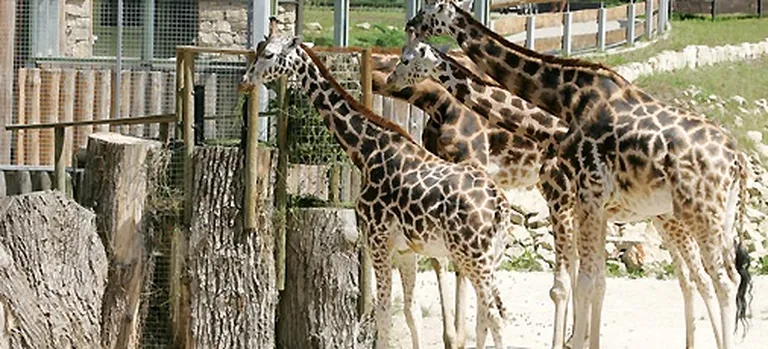 Kopš 2007.gada pēc 30 gadu pārtraukuma atkal varam vērot žirafes 