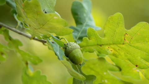 Sinoptiķi informē par gaidāmo laiku tuvākajās dienās