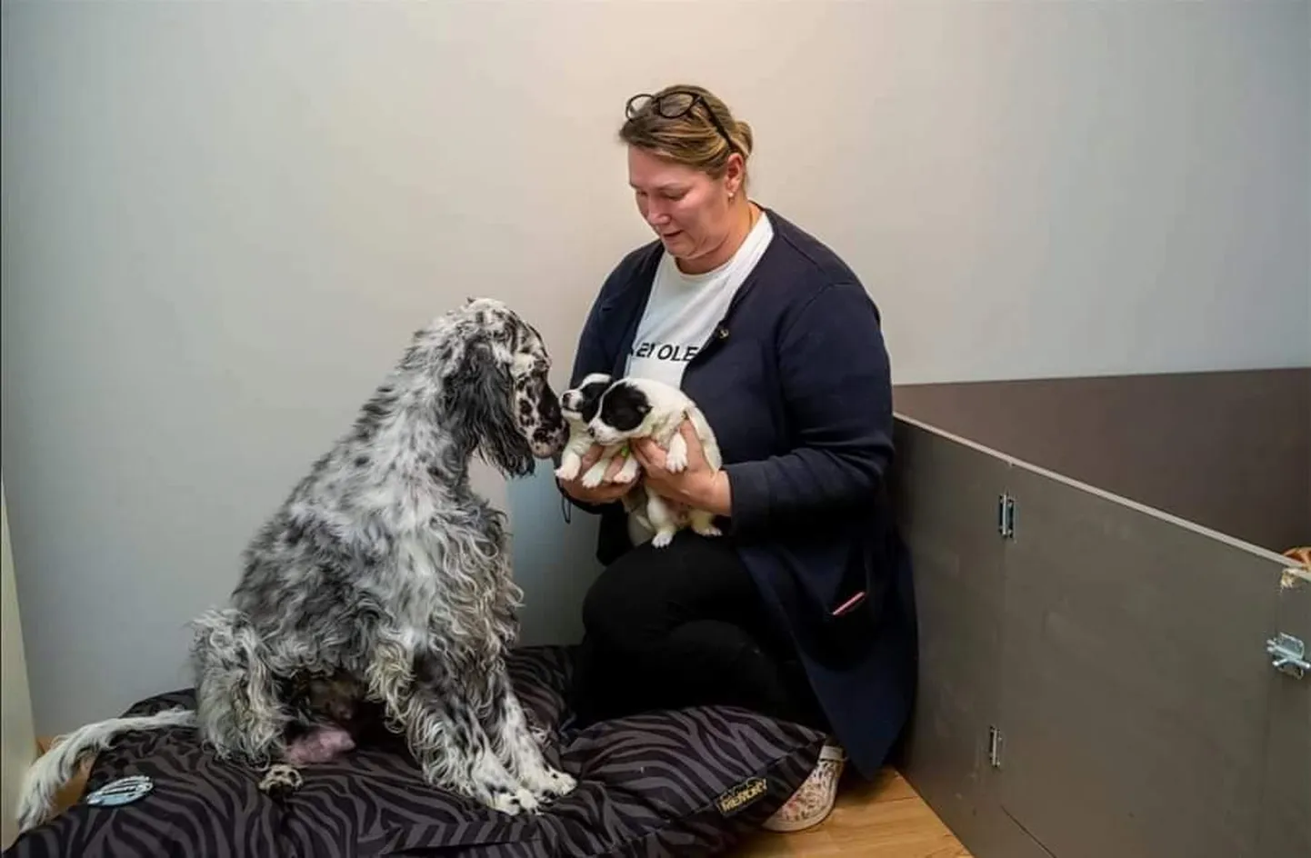 Inglise setter Taara võttis leitud kutsikad omaks ning aitas nad koos oma perenaise Marge Kajuga hakkajateks koeralasteks kasvatada.