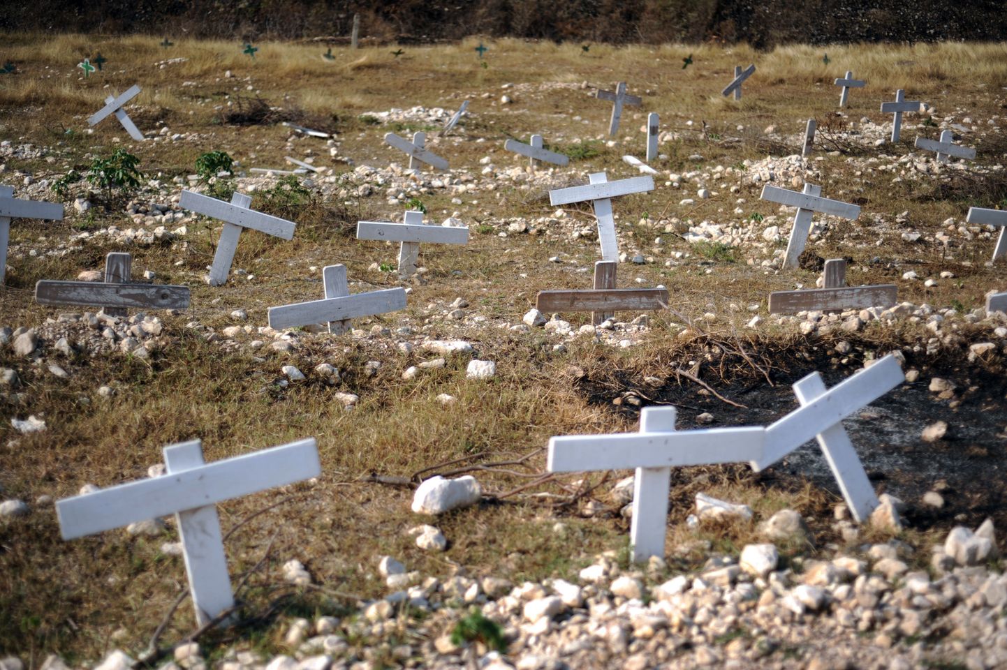 Ristid Haitil tähistavad massihauda, kuhu on maetud 12. jaanuari maavärina ohvreid.