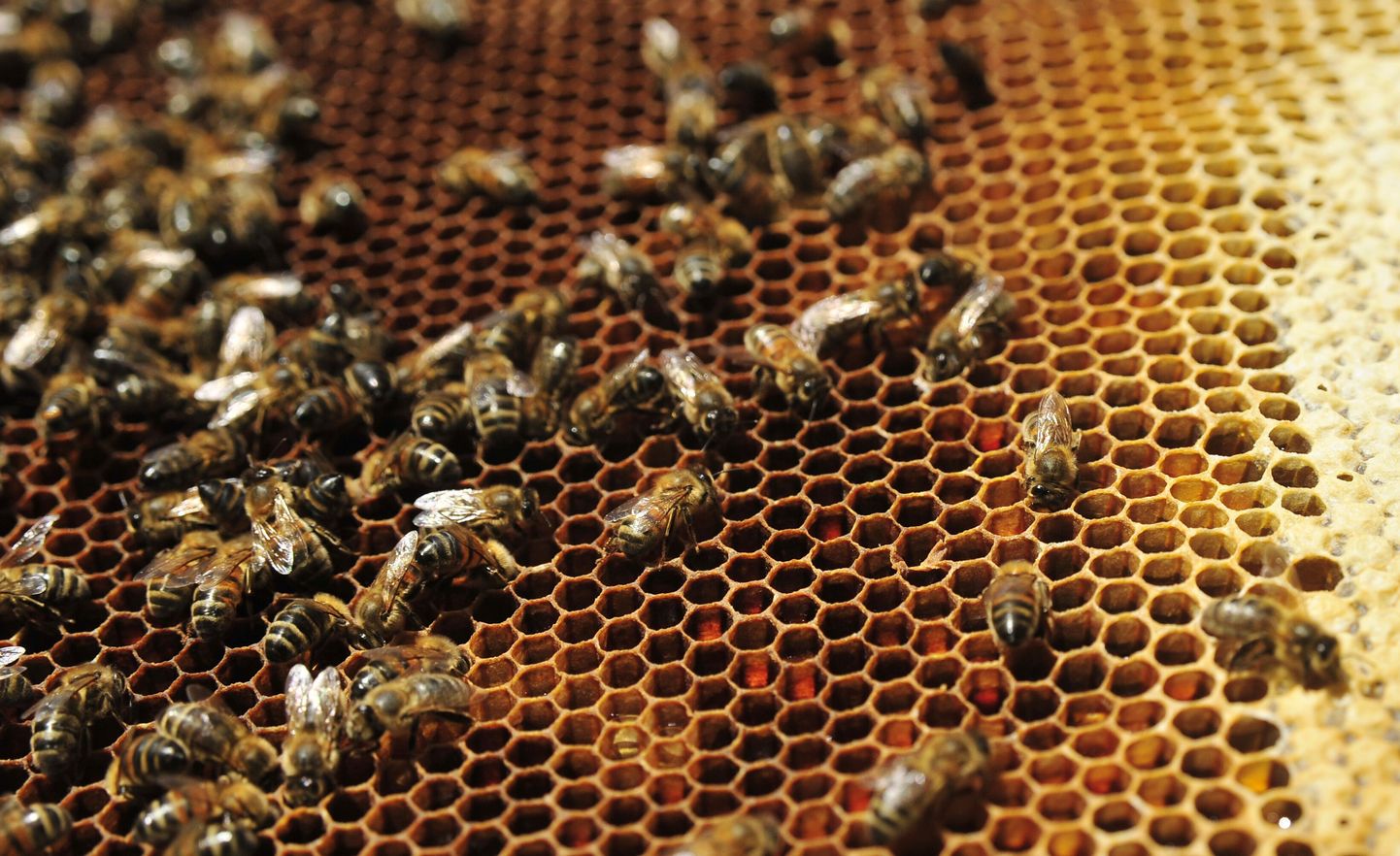 Mesilased. Foto on illustratiivne.