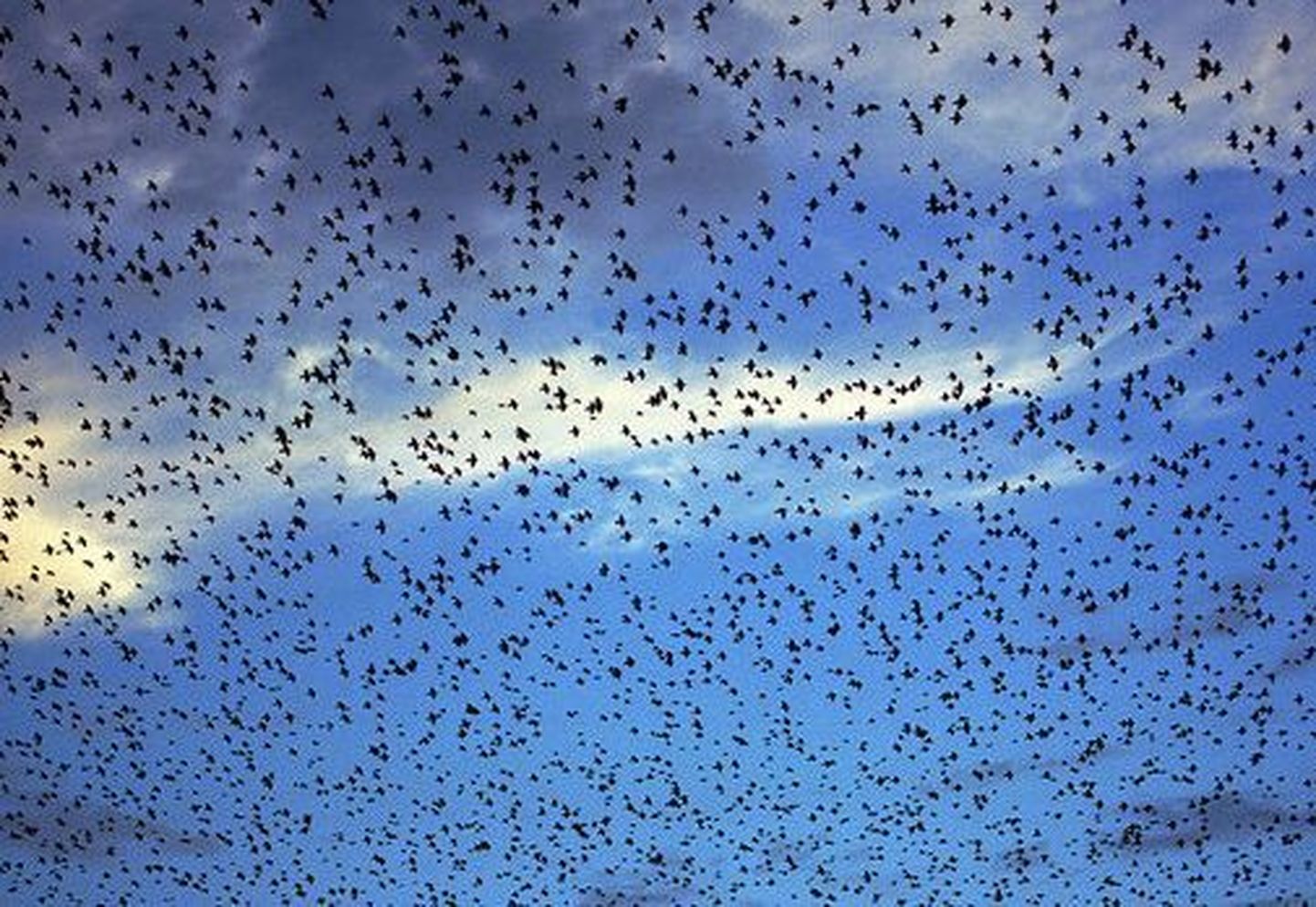 Uuring: jahedas kliimas elavad linnud laulavad  meloodilisemalt