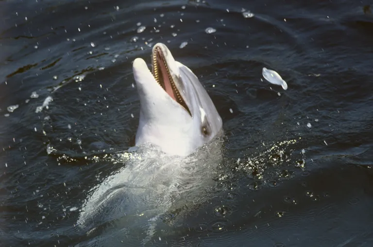 Delfiin Sevastopolis.