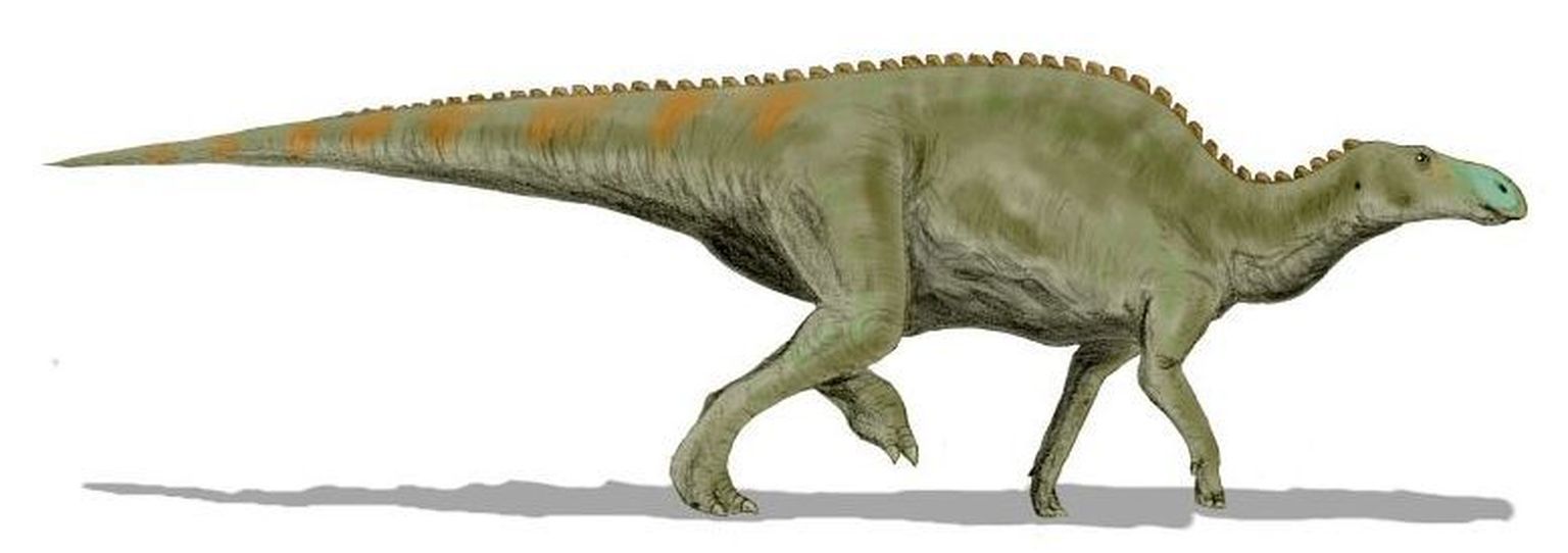 Kunstniku nägemus Edmontosaurusest