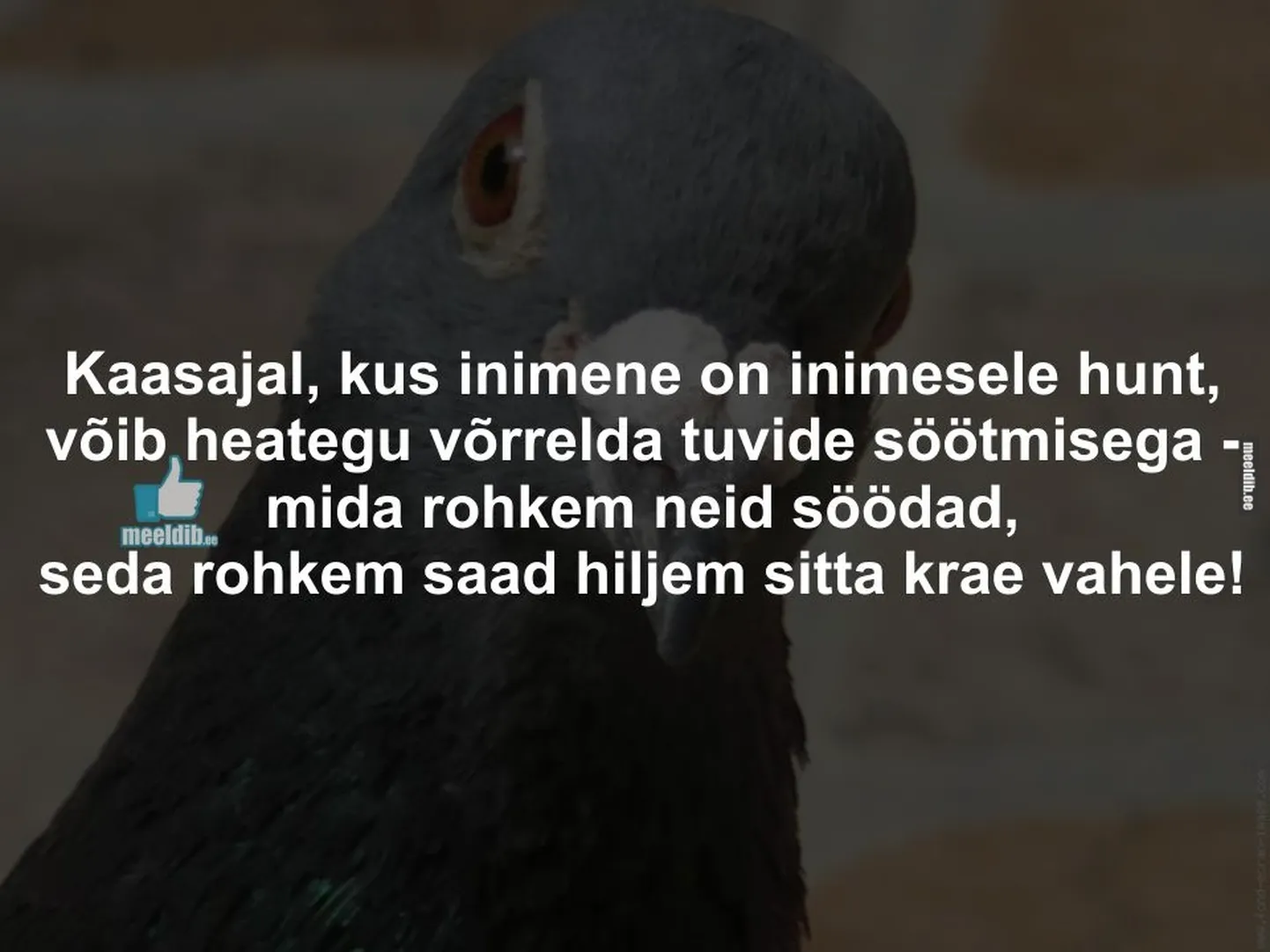 Artikli foto