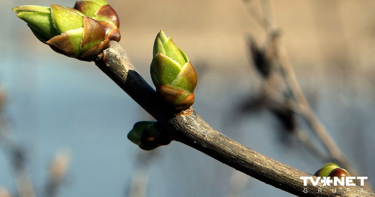 15 koku pumpuri dienā paveiks brīnumus ar tavu izskatu un veselību!
