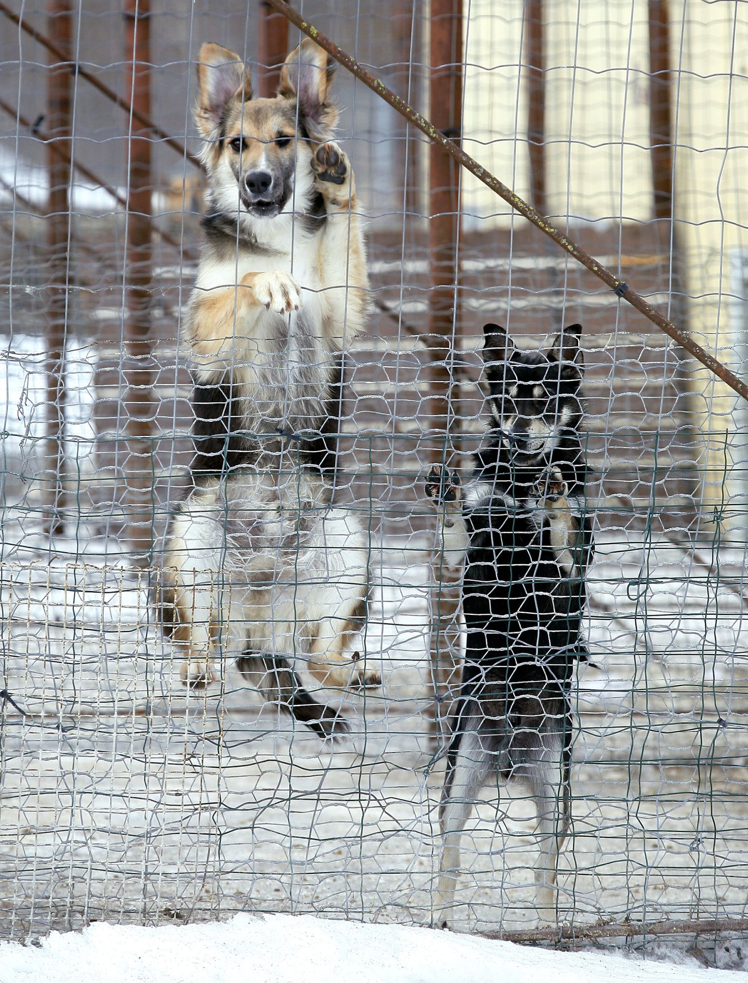 Pärnu kodutute loomadede varjupaigas elavad koerad. Foto on illustreeriv.