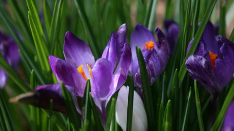 Trešdien gaiss iesils līdz +16 grādiem