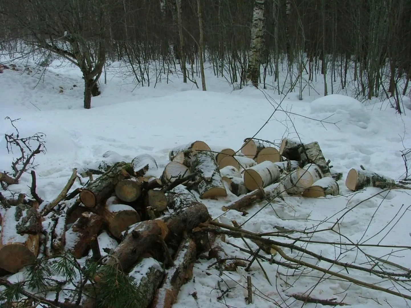 Nõmme parkmetsas võeti ebaseaduslikult maha 16 puud.