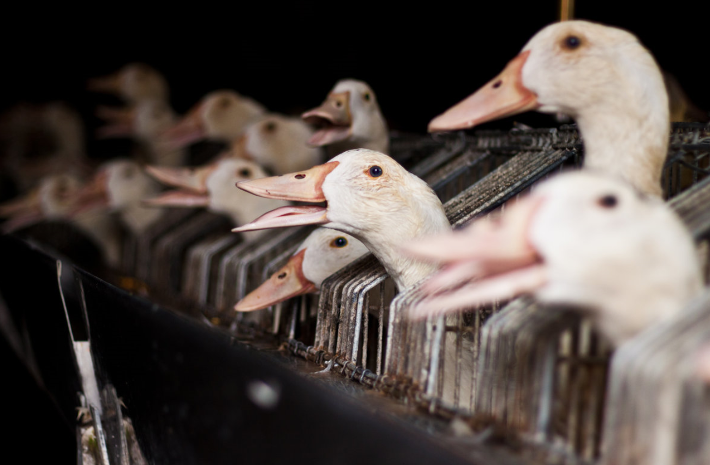 Loomakaitseorganisatsioon Nähtamatud Loomad alustas kampaaniat, mis kutsub Eesti restorane ja jaekette loobuma delikatessina tuntud rasvase pardi- ja hanemaksapasteedi ehk foie gras' müügist.