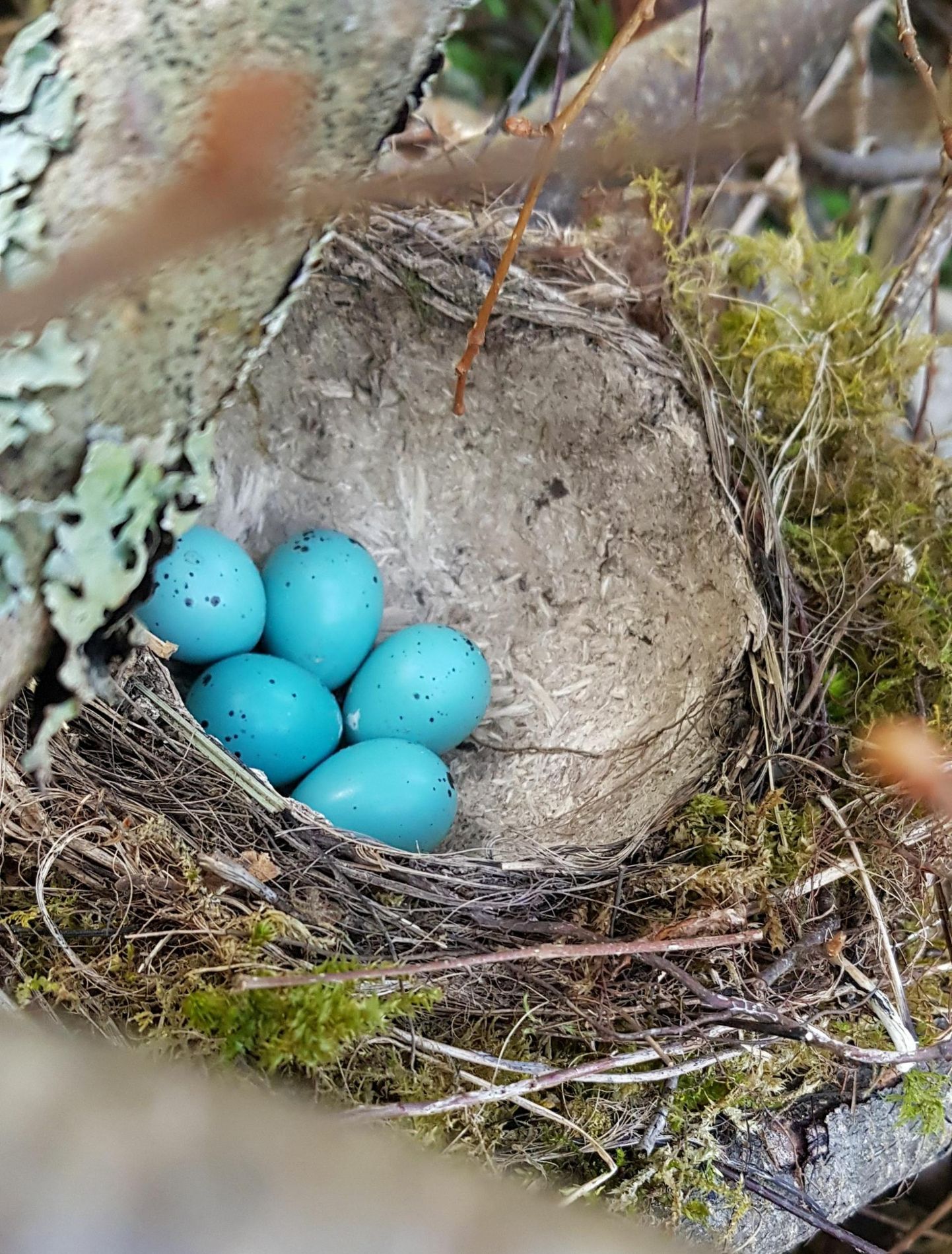 Kuniks linnud on pojad munast välja haudunud ja suureks kasvatanud, riigimetsas raietöid ei tehta. Fotol on laulurästa pesa.