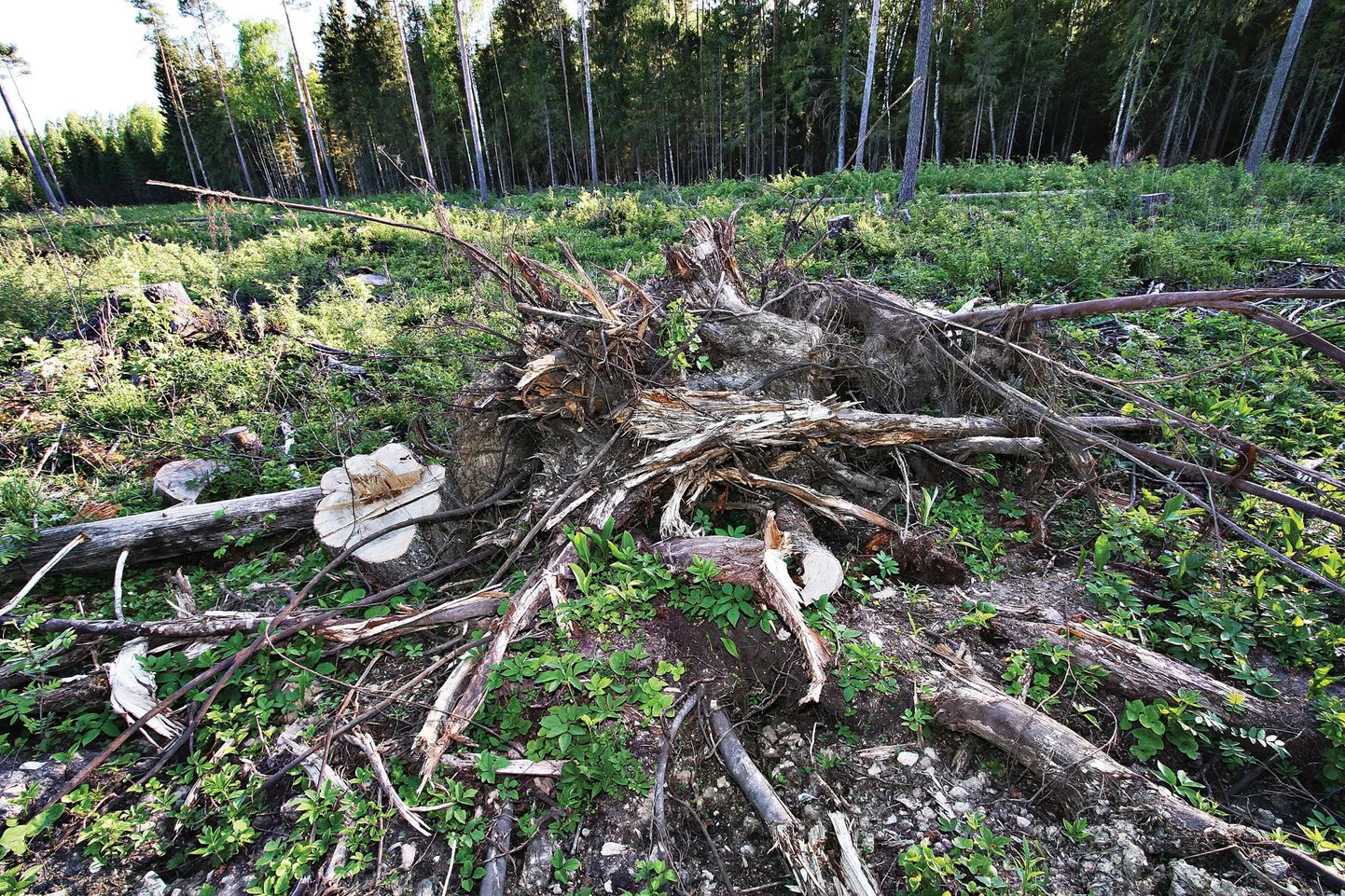 Umbes 60-aastase künnapuu juuritud känd ja ligi 60-sentimeetrise läbimõõduga tüvepakk.