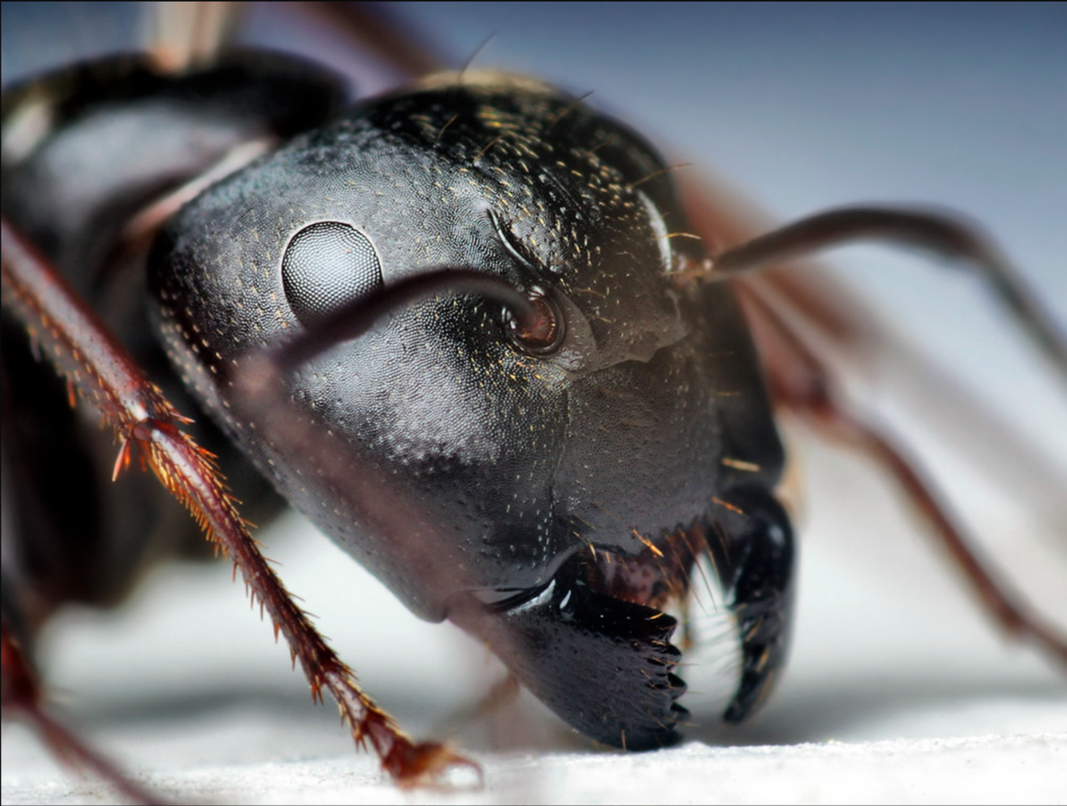 Sipelga lõugade harukordse tugevuse põhjus on selles olevad tsingiaatomid, mis kitiini koos valkudega muudavad samalaadselt struktuurseks, nagu seda on Damaskuse või samuraimõõga teraski. Ainult nanoskaalal.