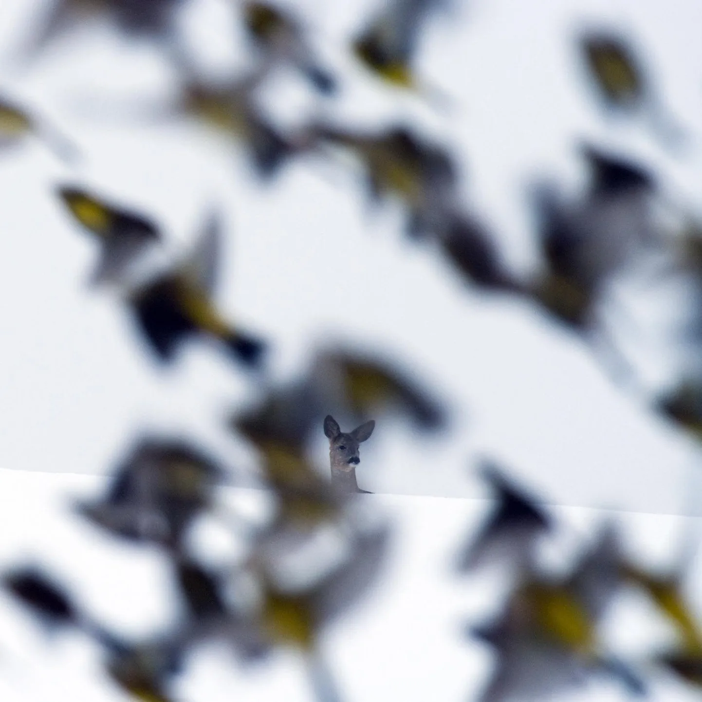 Kalmer Lehepuu fotot ei muutnud eriliseks metskits, keda pildistama läks, vaid rohevintide parv, kes kaamera eest läbi lendas.