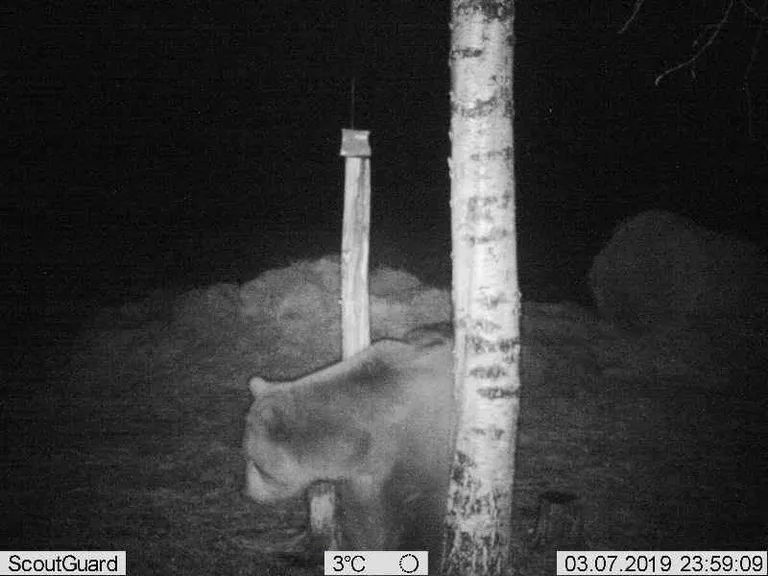 Saarde vallas jäi rajakaamerasse talveunest ärganud karu, kes tuli söödaplatsile ilmselt soolakivi lõhna peale.
