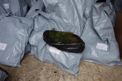 Väikesed männitaimed.