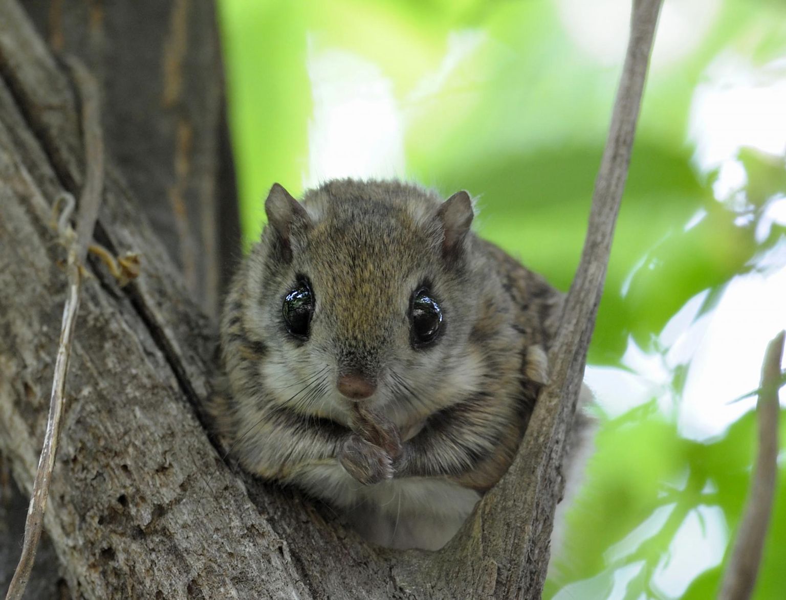 Oravlaste sugukonda kuuluv lendorav tahab elada vanas metsas, kus on õõnsustega puud.