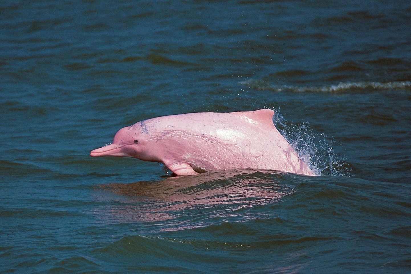 Rozā delfīns
