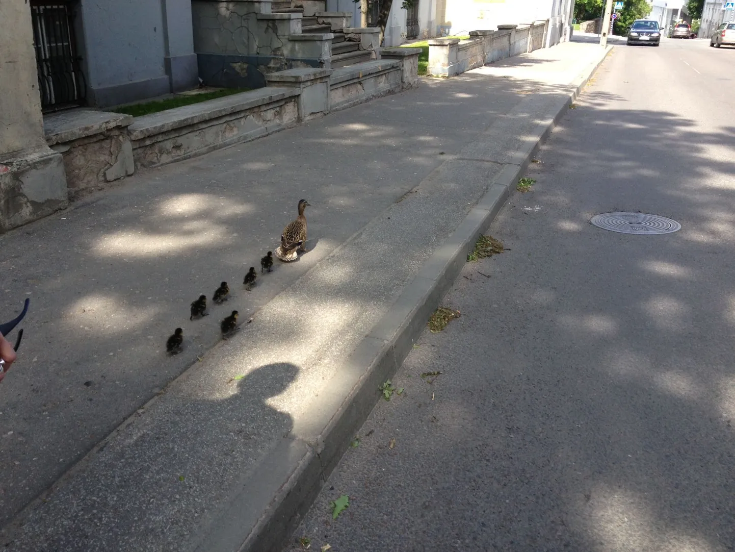 Pardipere teekond läbi Tartu Emajõele.