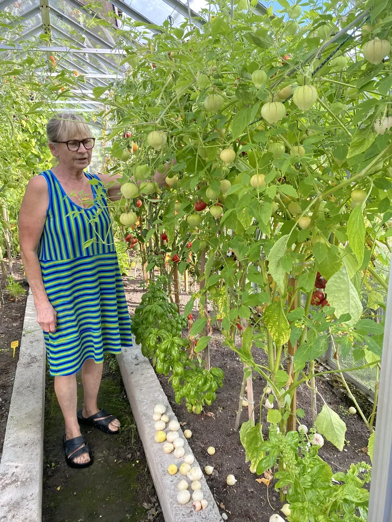 Türi naine Tiiu Savelli kasvatab tomatillosid kasvuhoones.