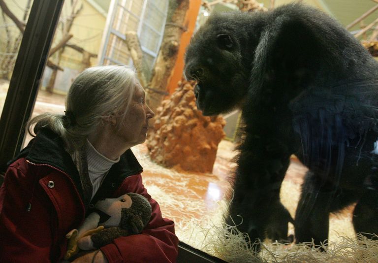 Jane Goodall ja gorilla