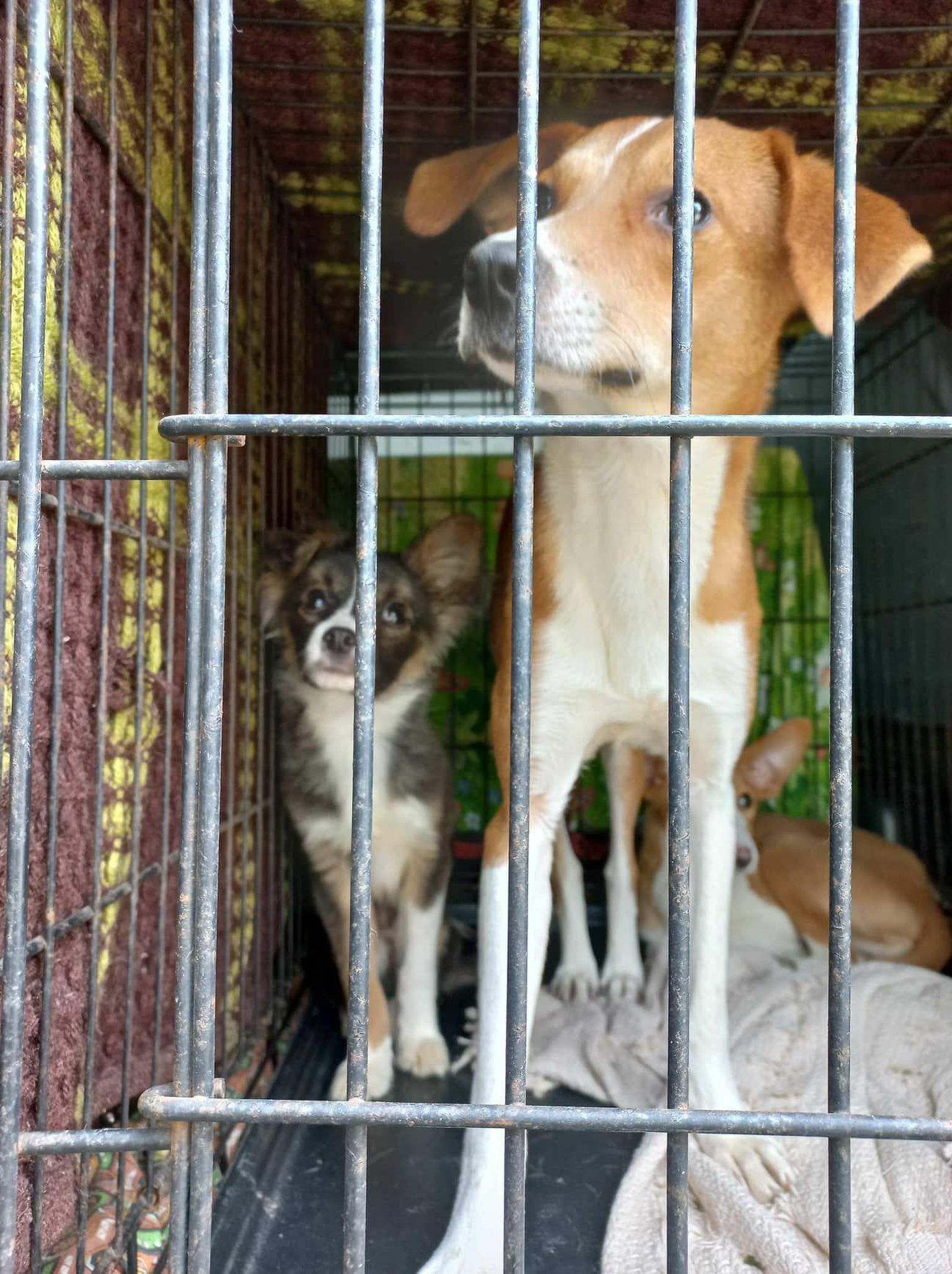 Esialgselt päästeti 21 koera, kellest 13 Tartu koduta loomade varjupaik eutaneeris.