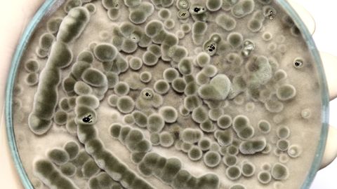 TAPJASEENED ⟩ Inimeste tervist laastavad ohtlikud nakkused, mille raviks rohtu napib