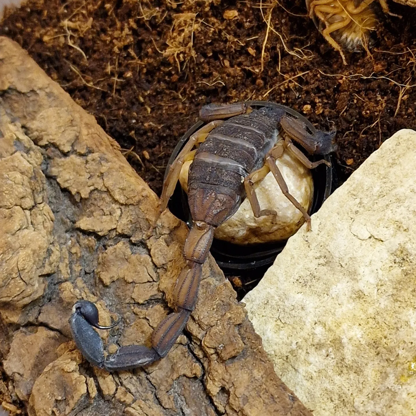 Skropions Rīgas Zoodārzā