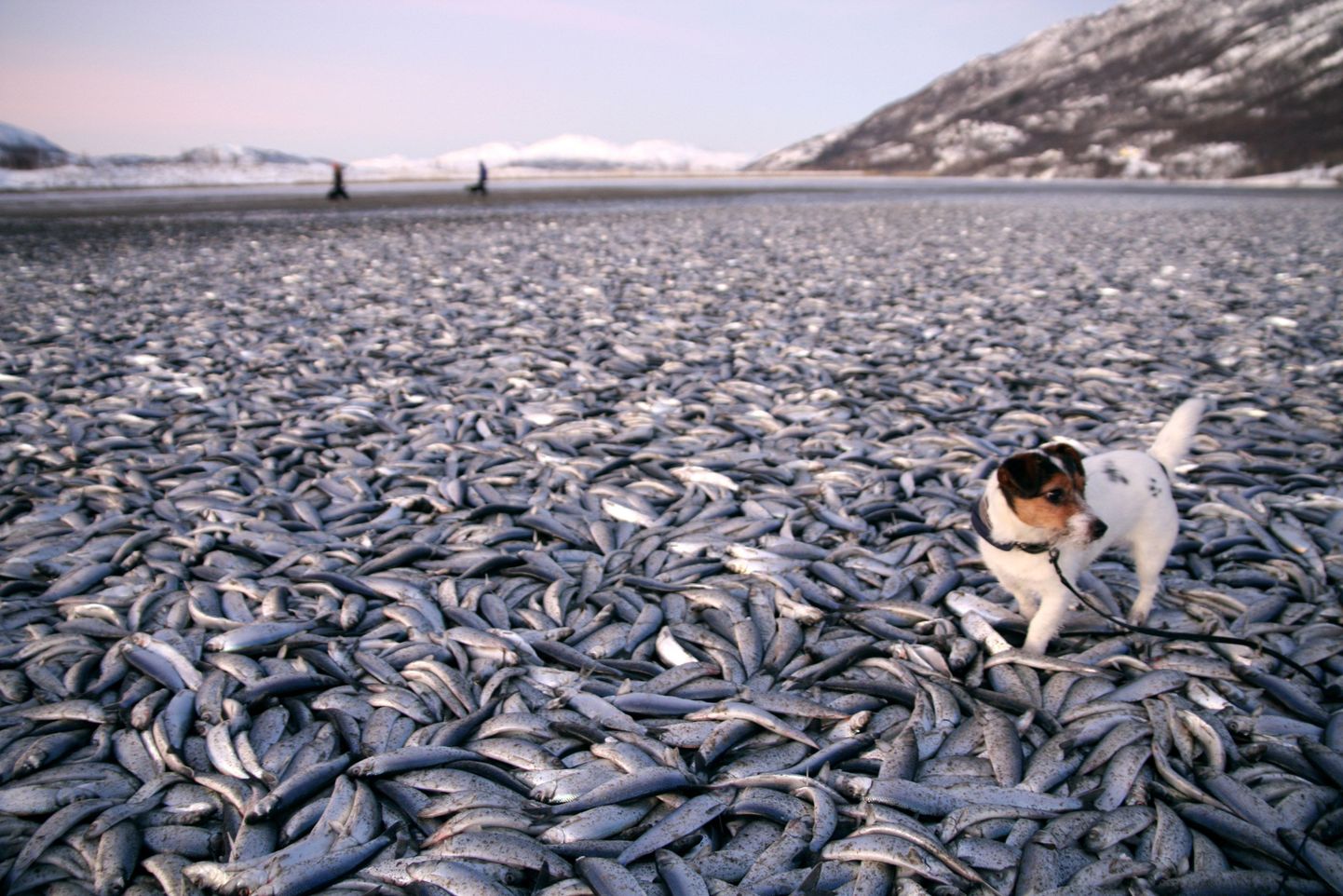 Мертвая рыба на побережье Норвегии.
