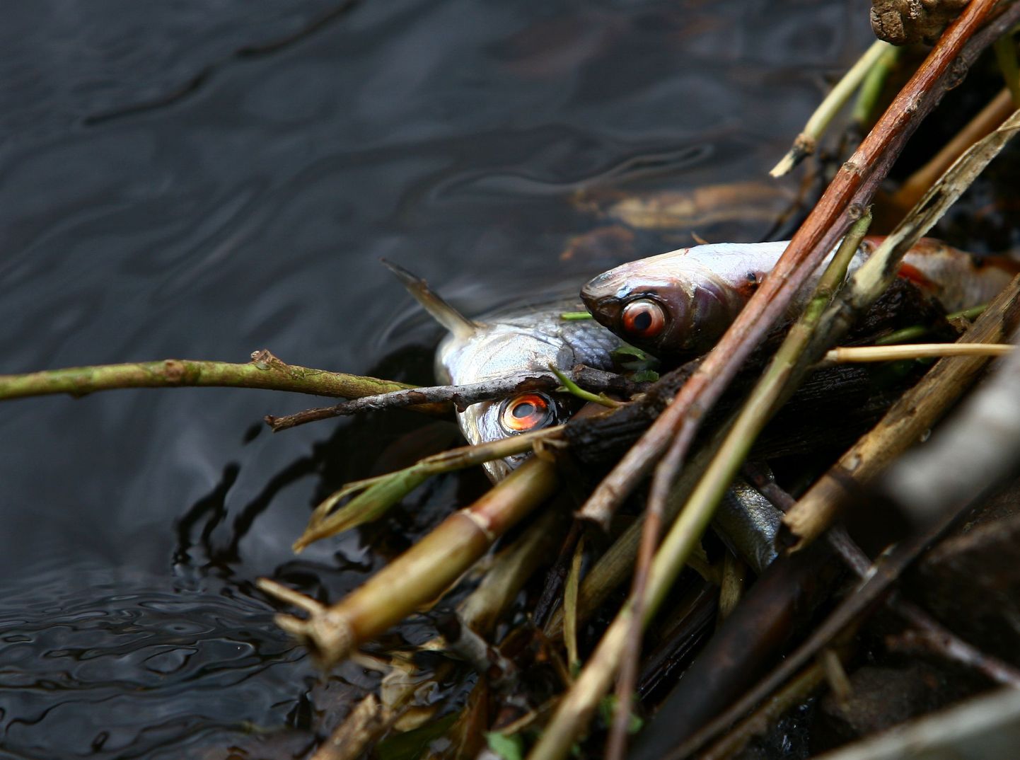 Kehra paberivabrik reostas Jägala jõge. Surnud kalad.