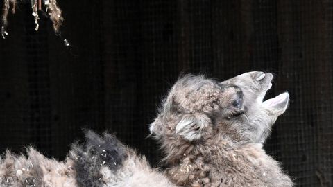 Rīgas zoodārzā piedzimis kamielēns