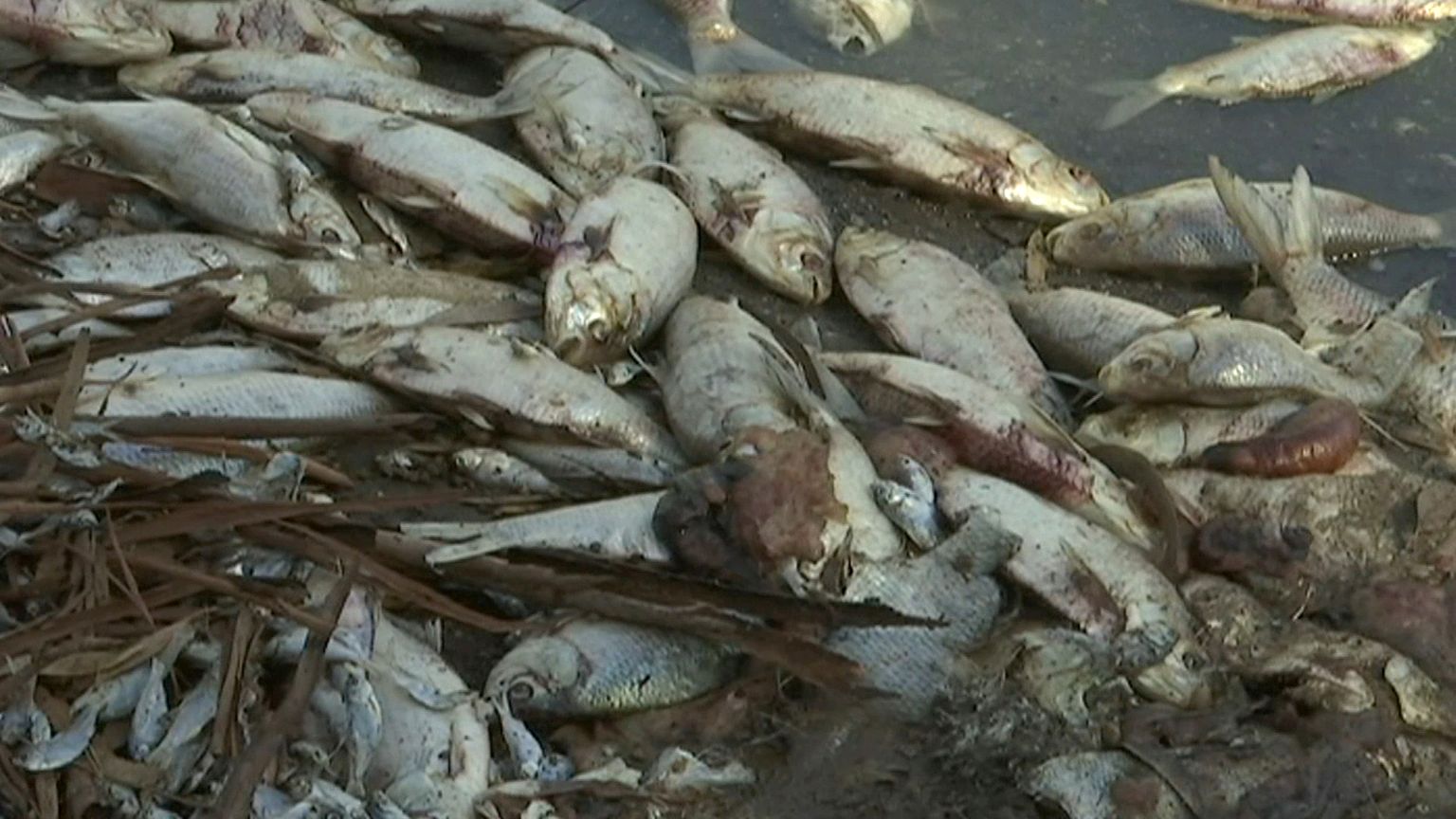 2019. aastal Menindee linna juures kaldale uhutud kalad.