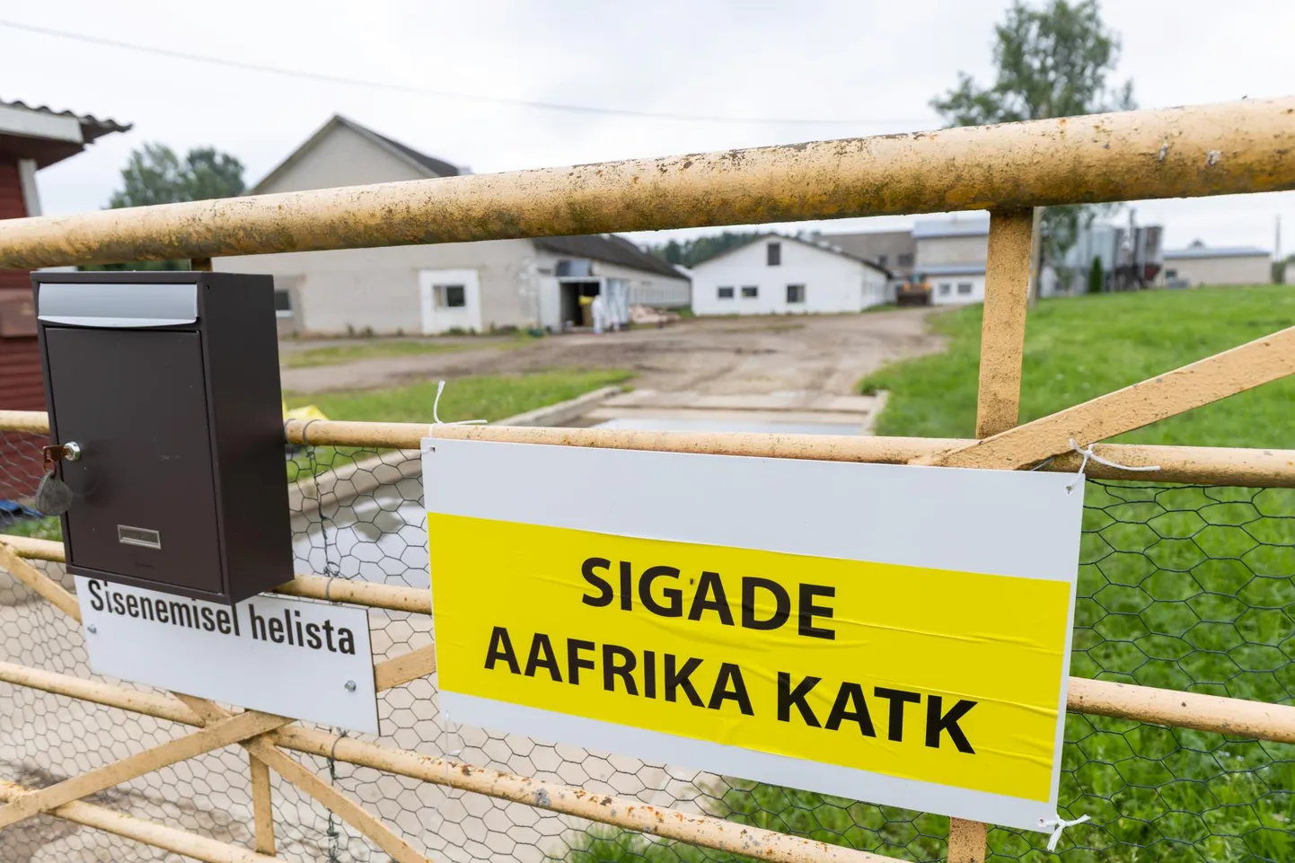 SEAD HUKATAKSE Viljandimaal tuvastati sigade Aafrika katk 4500 seaga farmis