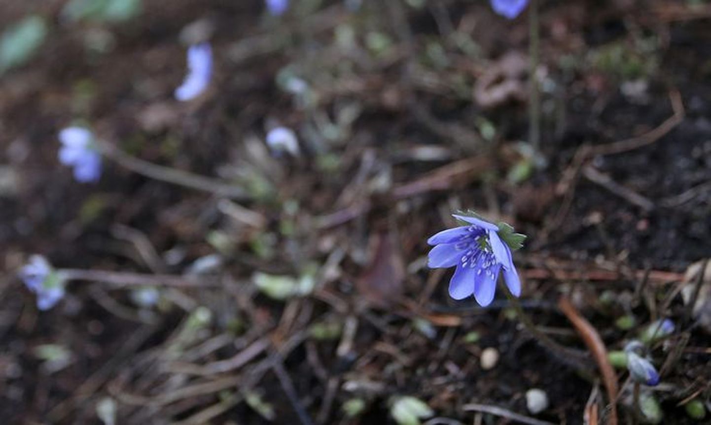 Из-за мягкой зимы начали цвести цветы, которые обычно радуют глаз только весной. В ботаническом саду Тартуского университета зацвела печеночница трансильванская.