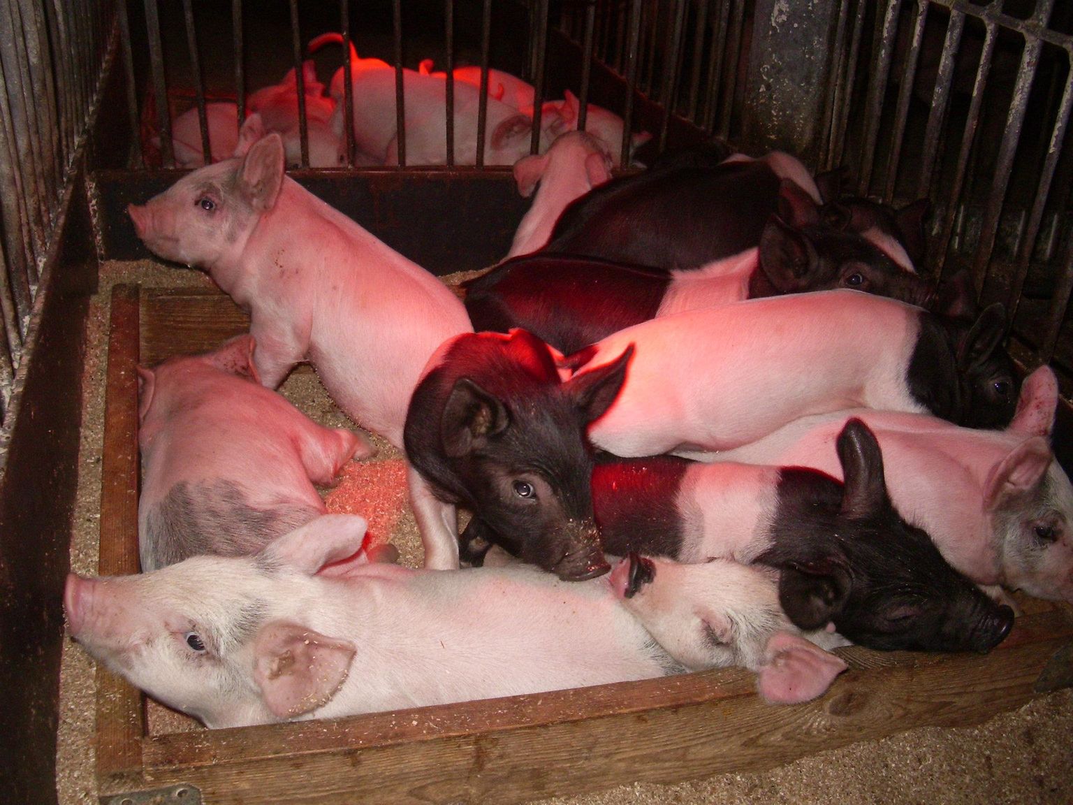 Низкие цены на мясо, африканская чума свиней и резко возросшие цены на энергоносители привели к тому, что свиноводство сокращается.