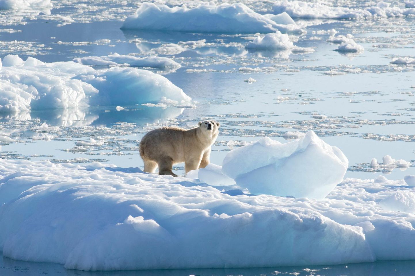 Белый медведь на леднике.