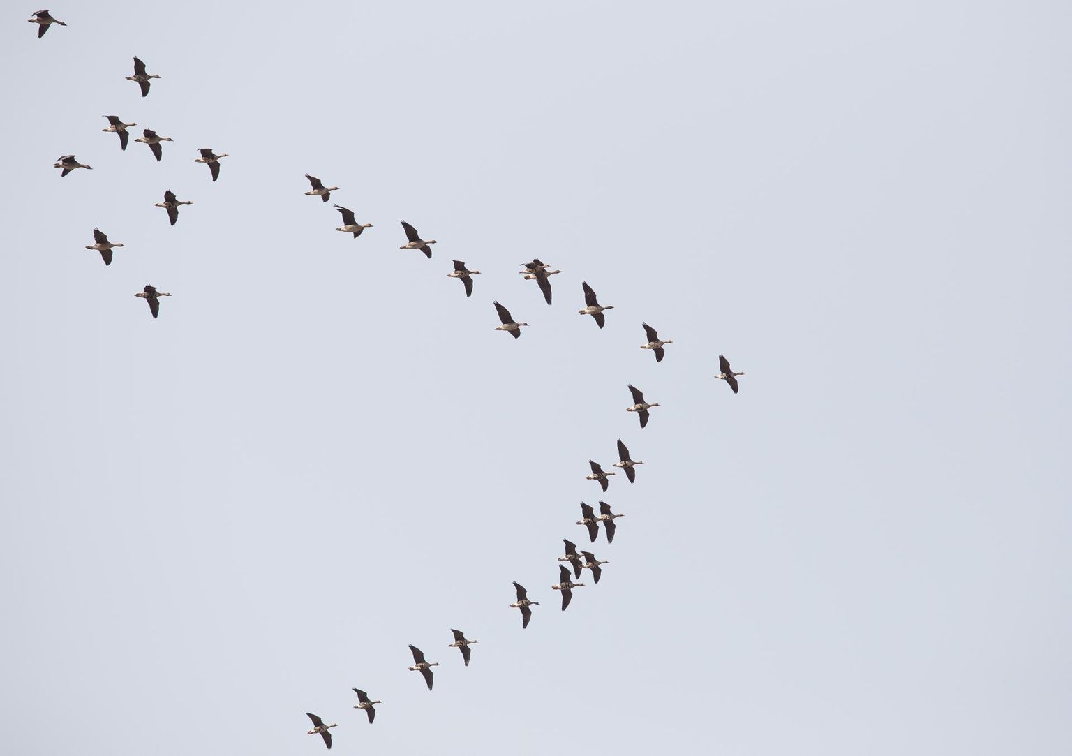 Lindude täpne rände ajastus käib ilma järgi. 