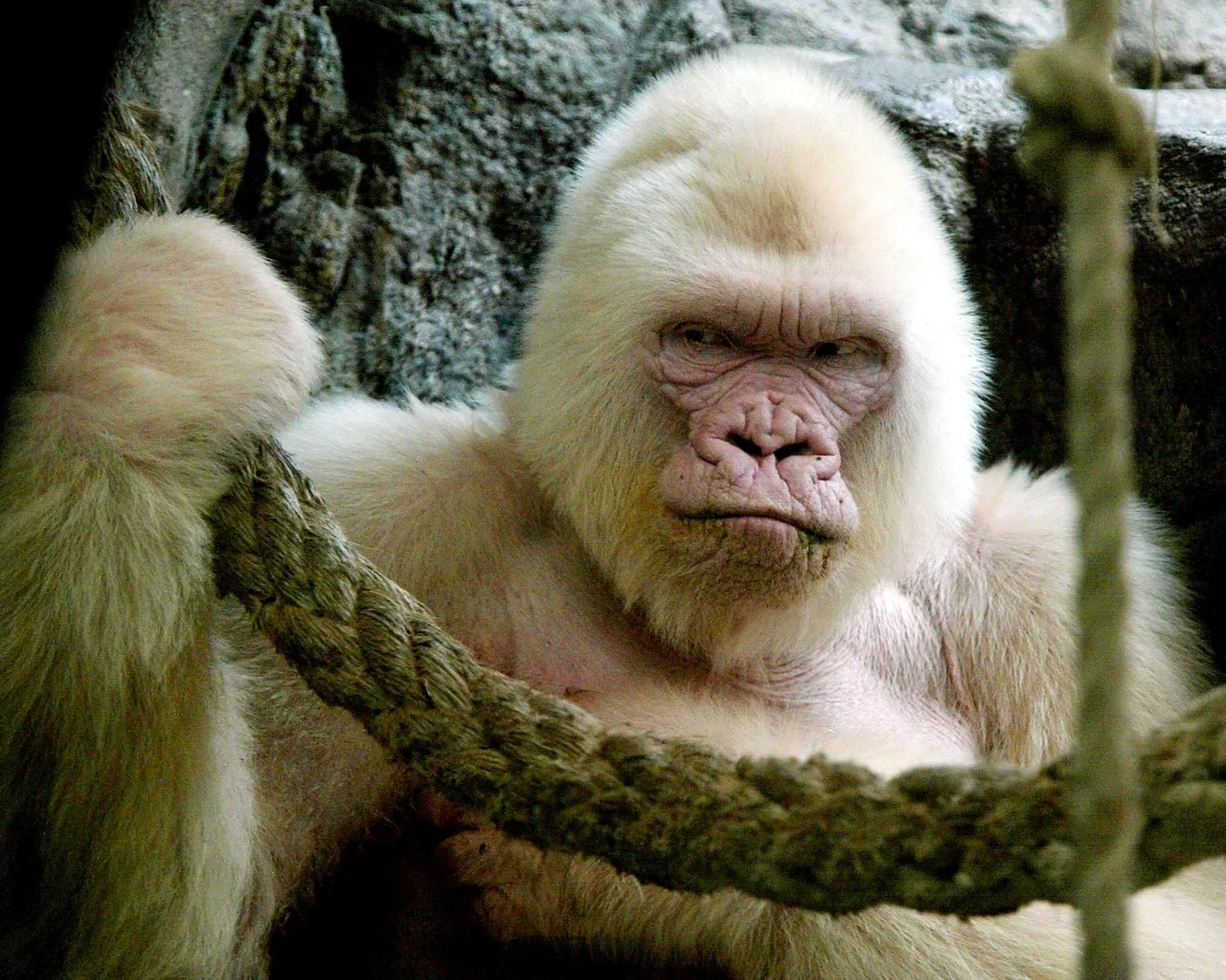 Albiinogorilla nimega Snowflake elas pea terve oma elu Barcelona loomaaias.