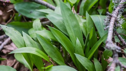 Karulauguhullus pääses valla!