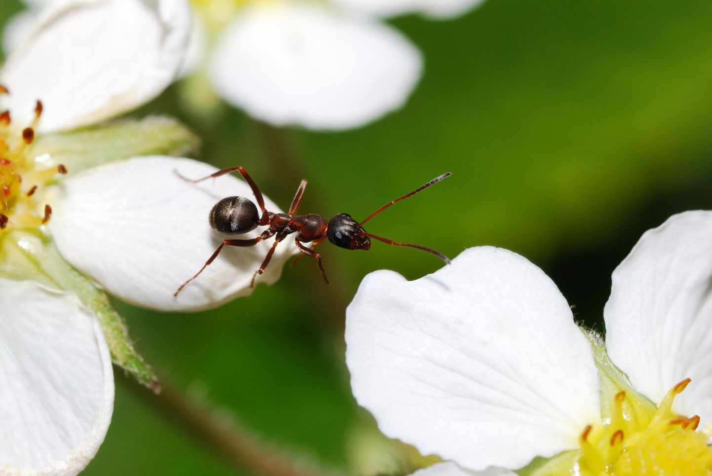 Sipelgate hügieeniharjumused võivad üllatada.