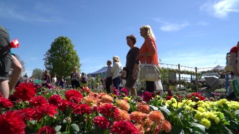 Reporter: Türi lillelaat toob kevadpealinna üle 30 000 inimese